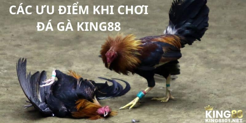 Các ưu điểm khi chơi đá gà KING88 