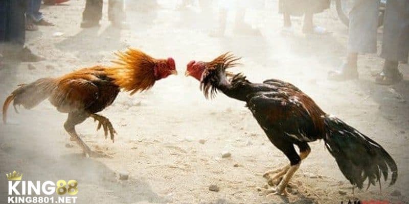 Chơi đá gà KING88 rất dễ thắng cuộc