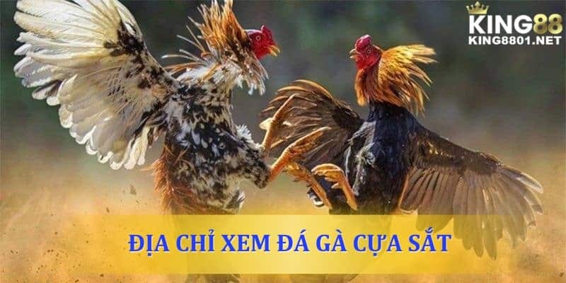 Địa chỉ xem đá gà cựa sắt uy tín - chất lượng ở đâu?