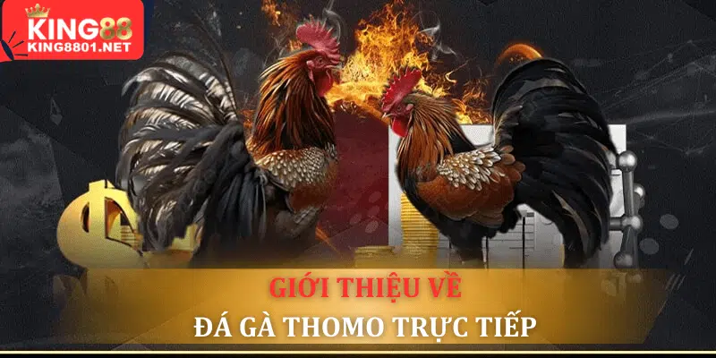 Đá gà Thomo trực tiếp là gì?
