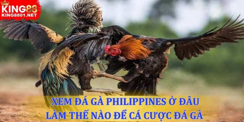Xem đá gà Philippines ở đâu? Làm thế nào để cá cược?