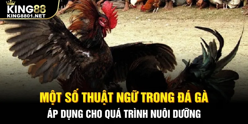 Một số thuật ngữ trong đá gà áp dụng cho quá trình nuôi dưỡng