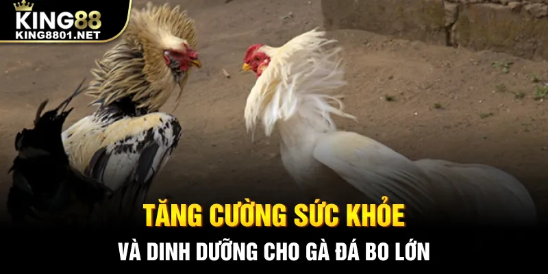 Tăng cường sức khỏe và dinh dưỡng cho gà đá bo lớn