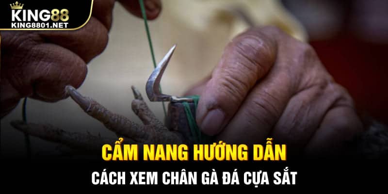 Cẩm nang hướng dẫn cách xem chân gà đá cựa sắt