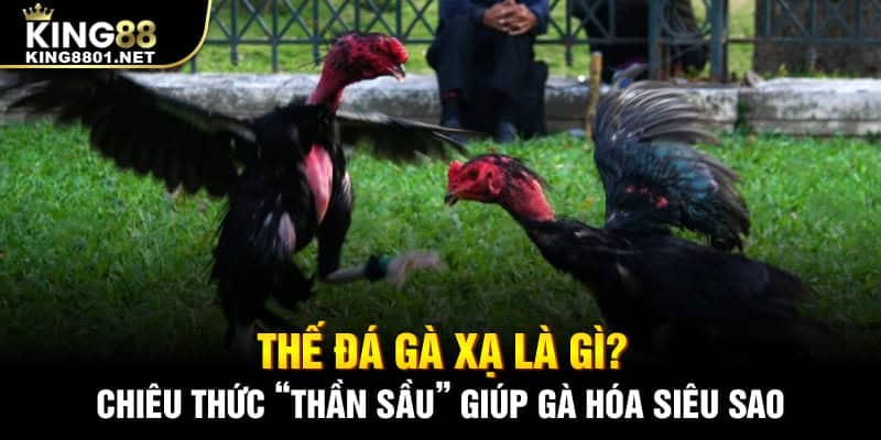 Thế gà đá xạ là gì? Chiêu thức thần sầu giúp chiến kê hóa siêu sao