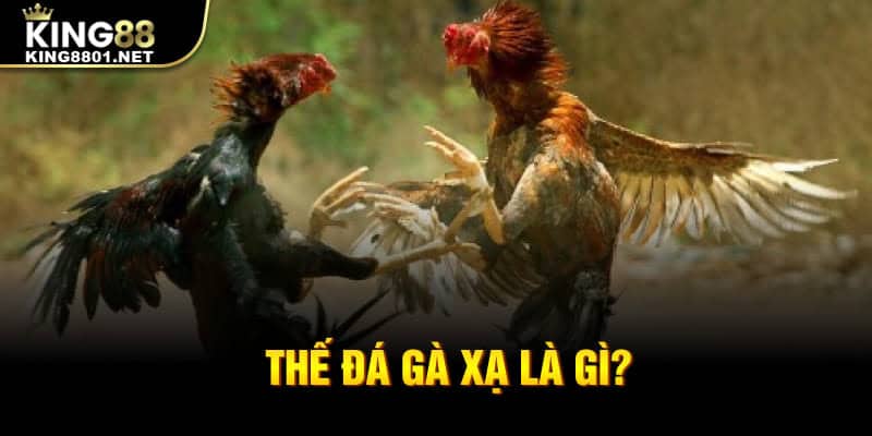 Thế đá gà xạ là gì?