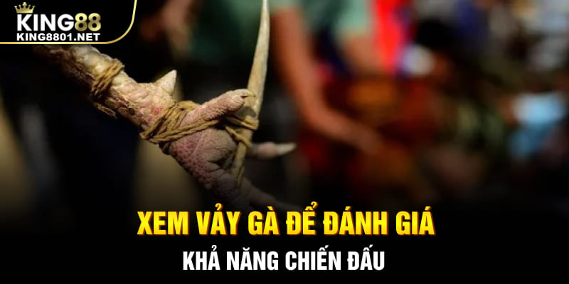 Xem vảy gà để đánh giá khả năng chiến đấu