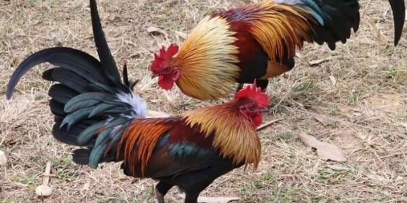 Những ưu điểm nổi bật khi lựa chọn tham gia hình thức đá gà tre tại King88