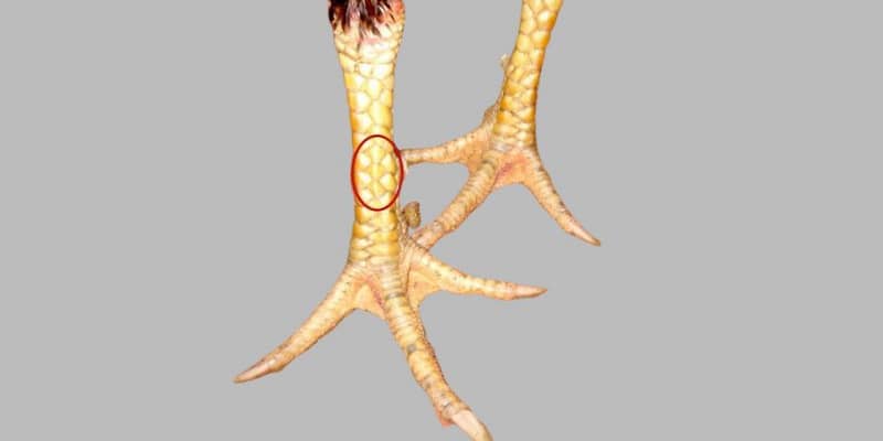 Tổng quan về đặc điểm vảy tam tài tứ quý Tổng quan về đặc điểm vảy tam tài tứ quý