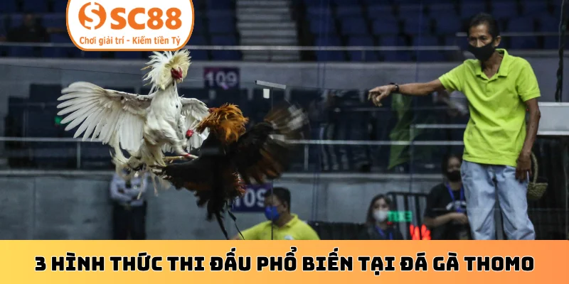 3 hình thức thi đấu phổ biến tại đá gà Thomo