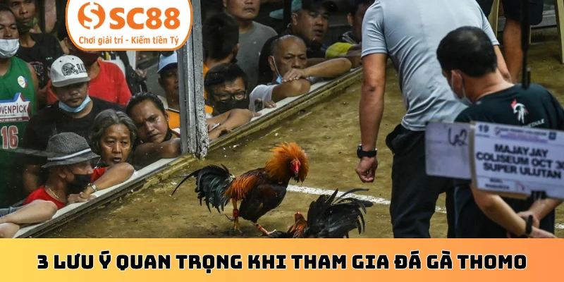 3 lưu ý quan trọng khi tham gia đá gà Thomo