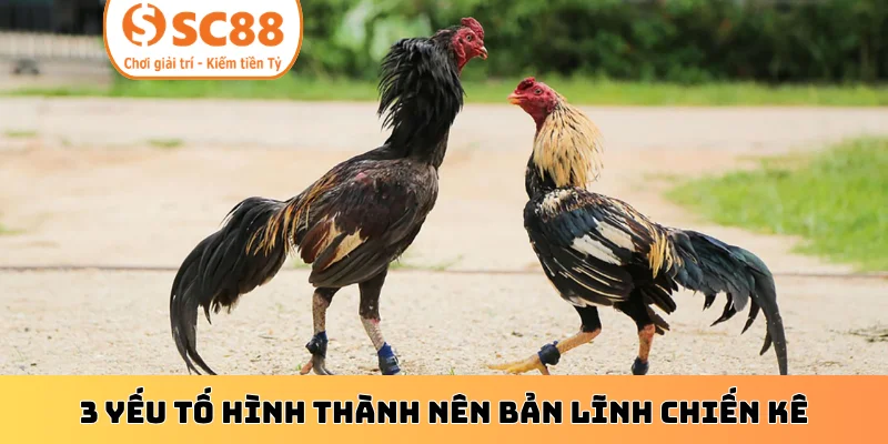 3 yếu tố hình thành nên bản lĩnh chiến kê