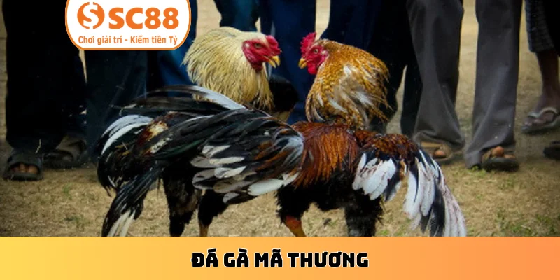 Đá gà mã thương