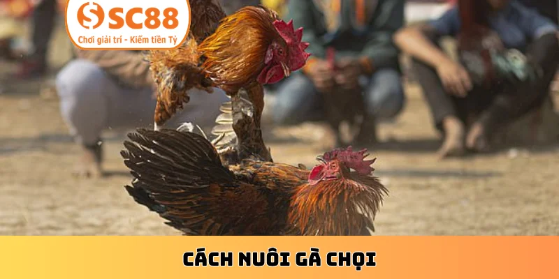 Cách nuôi gà chọi