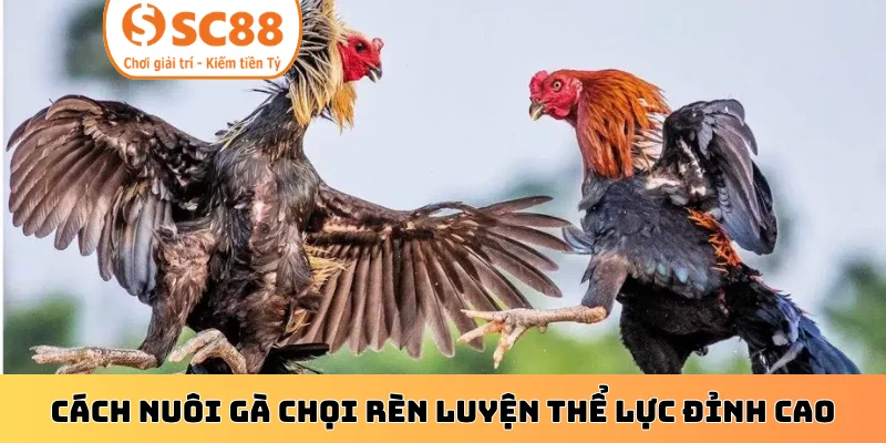 Cách nuôi gà chọi rèn luyện thể lực đỉnh cao