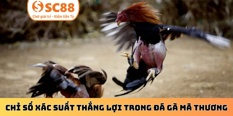 Chỉ số xác suất thắng lợi trong đá gà mã thương