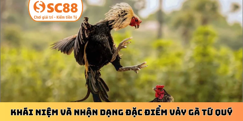 Khái niệm và nhận dạng đặc điểm vảy gà tứ quý