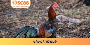 Vảy gà Tứ Quý