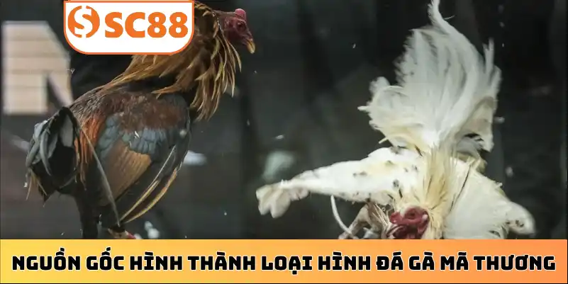 Nguồn gốc hình thành loại hình đá gà mã thương
