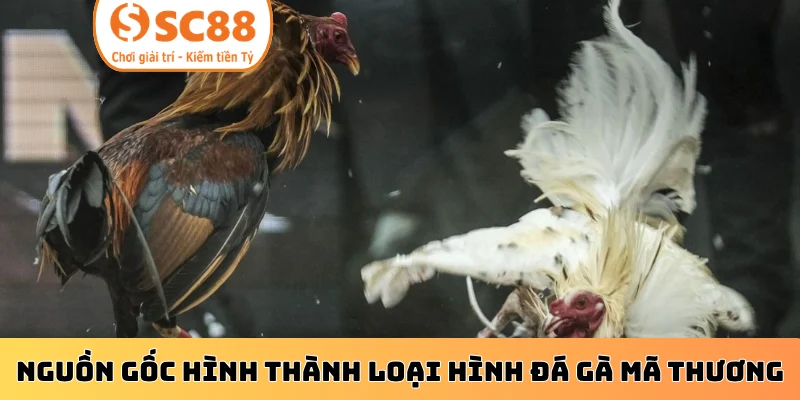 Nguồn gốc hình thành loại hình đá gà mã thương