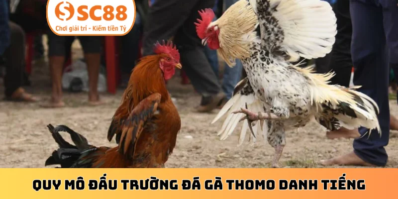Quy mô đấu trường đá gà Thomo danh tiếng