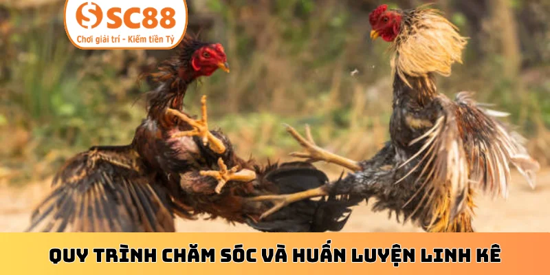 Quy trình chăm sóc và huấn luyện linh kê
