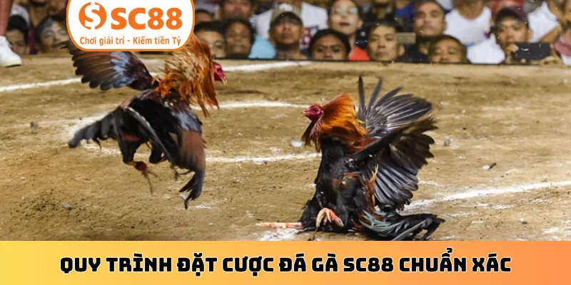 Quy trình đặt cược đá gà SC88 chuẩn xác